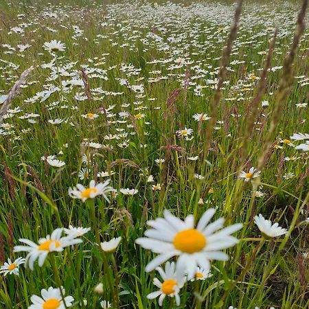 Na Winnicy Zator Przeciszów