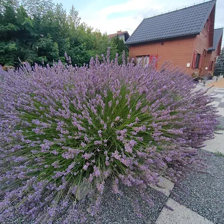 Na Winnicy Zator * Przeciszów